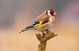 衡阳自考如何办理学士学位(图1)