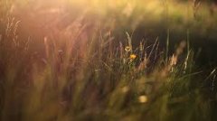 张家界自考主考院校是什么